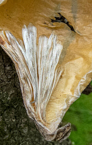 Gonolobus suberosus (Anglepod) (alternate view 5)