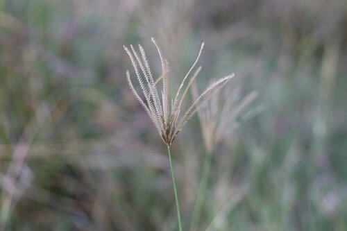 Chloris gayana (Rhodes Grass) (alternate view 6)