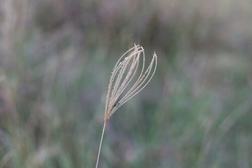 Chloris gayana (Rhodes Grass) (alternate view 7)