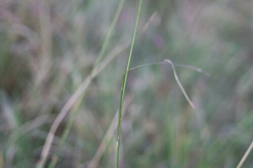 Chloris gayana (Rhodes Grass) (alternate view 9)