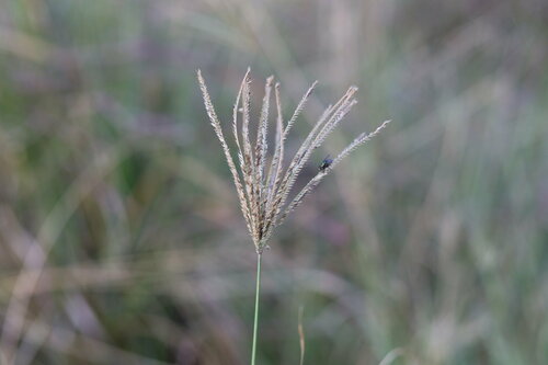 Chloris gayana (Rhodes Grass) (alternate view 8)