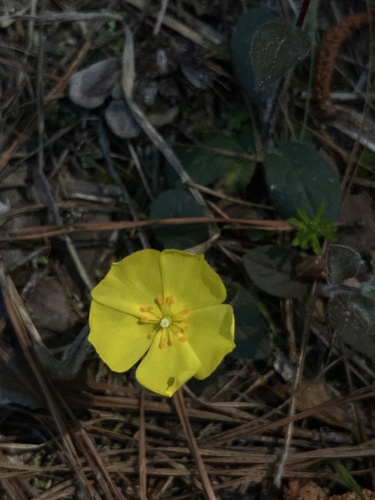 Crocanthemum (Frostweeds) (alternate view 5)