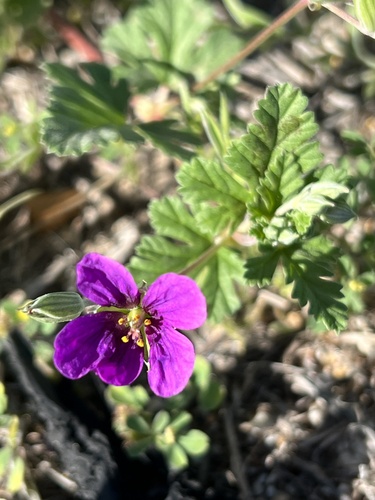 Erodium texanum (Texas stork's bill)