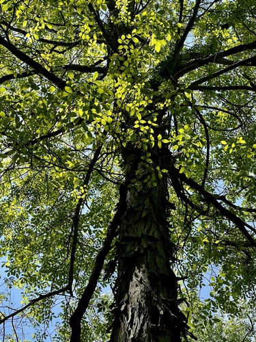 Carya ovata (shagbark hickory)