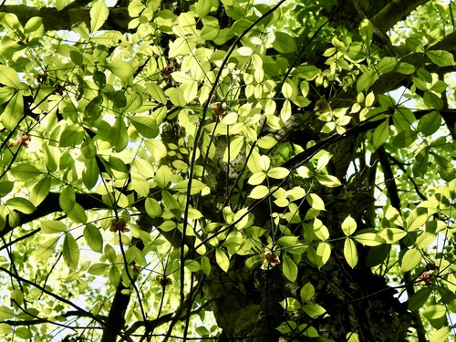 Carya ovata (shagbark hickory)