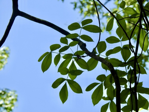 Carya ovata (shagbark hickory)