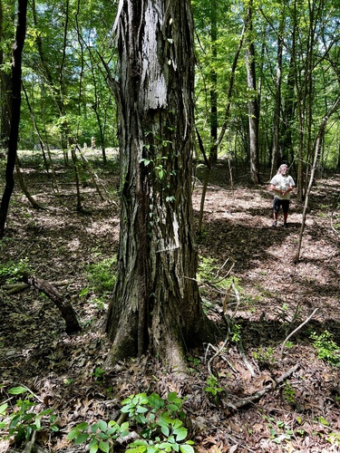 Carya ovata (shagbark hickory)