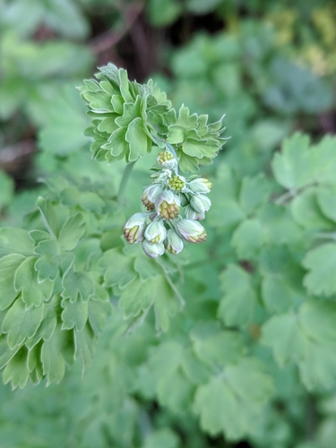 Thalictrum polycarpum (Tall Meadow-rue) (alternate view 5)