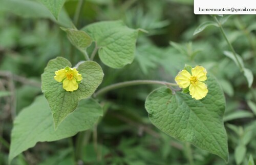 Saruma henryi (upright wild ginger) (alternate view 2)