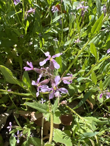 Chorispora tenella (crossflower)