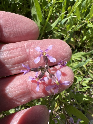 Chorispora tenella (crossflower) (alternate view 2)