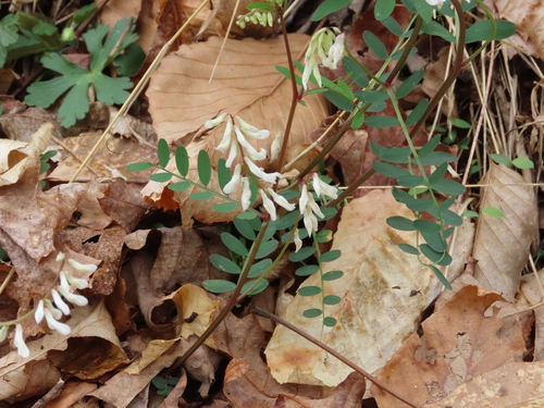 Vicia caroliniana (Carolina Vetch) (alternate view 2)