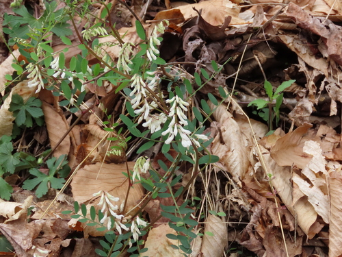 Vicia caroliniana (Carolina Vetch)