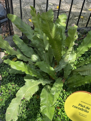 Microsorum musifolium (Crocodile Fern)