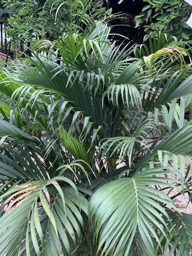 Chamaedorea cataractarum (Cat Palm)