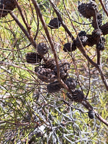Allocasuarina muelleriana (slaty sheoak) (alternate view 3)