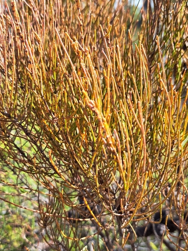 Allocasuarina muelleriana (slaty sheoak) (alternate view 4)
