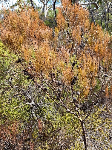 Allocasuarina muelleriana (slaty sheoak) (alternate view 5)