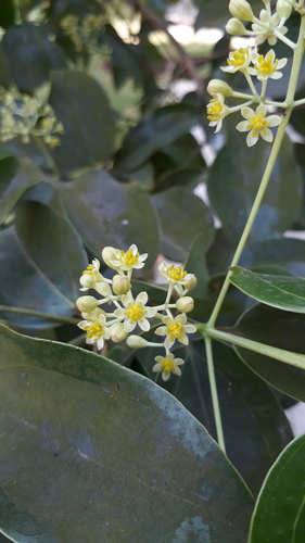 Cinnamomum verum (True Cinnamon)