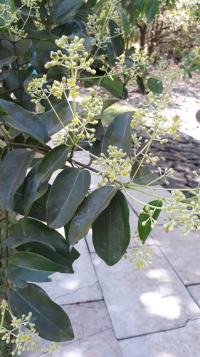 Cinnamomum verum (True Cinnamon)