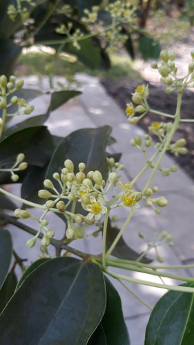 Cinnamomum verum (True Cinnamon)
