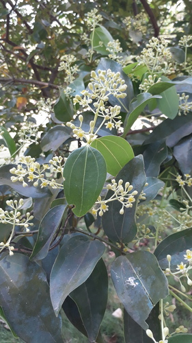 Cinnamomum verum (True Cinnamon)