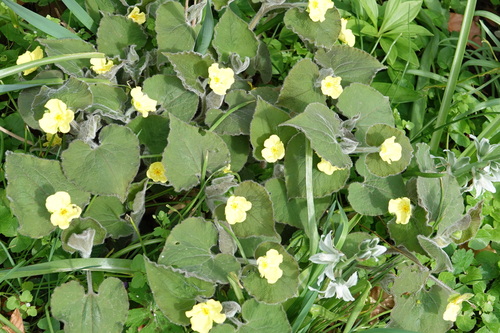 Saruma henryi (upright wild ginger) (alternate view 5)
