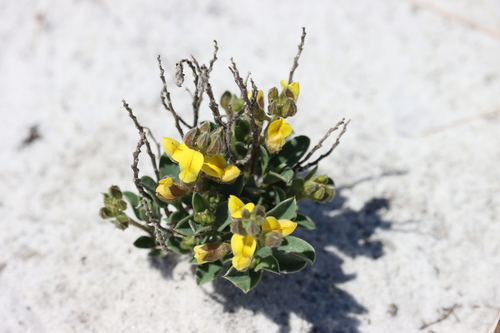 Crotalaria (Rattlepods) (alternate view 4)