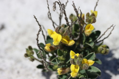 Crotalaria (Rattlepods) (alternate view 5)