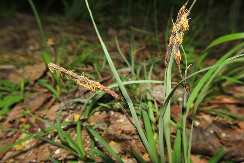Carex flacca (Blue Sedge)