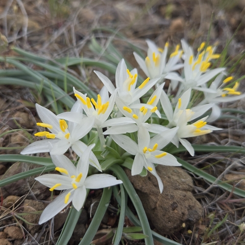 Leucocrinum montanum (common starlily) (alternate view 2)