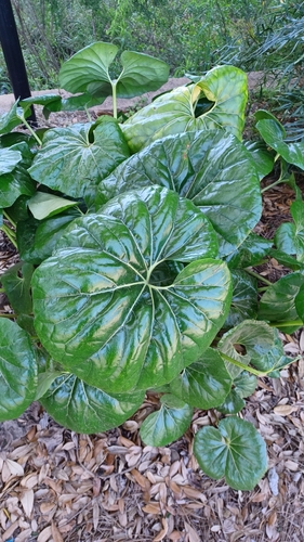 Farfugium japonicum var. giganteum