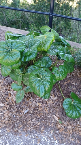 Farfugium japonicum var. giganteum (alternate view 2)
