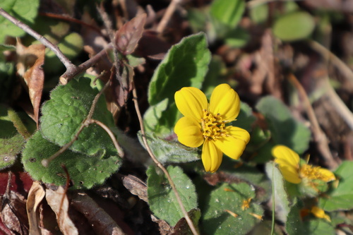 Chrysogonum virginianum (northern green-and-gold) (alternate view 10)