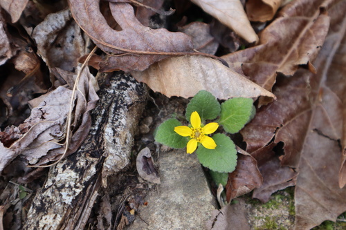 Chrysogonum virginianum (northern green-and-gold) (alternate view 11)