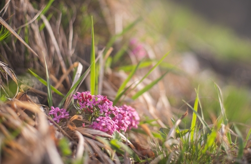 Daphne cneorum (Rose Daphne) (alternate view 5)