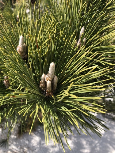 Pinus thunbergii (Japanese Black Pine) (alternate view 8)