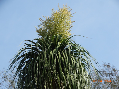 Beaucarnea recurvata (Ponytail Palm)