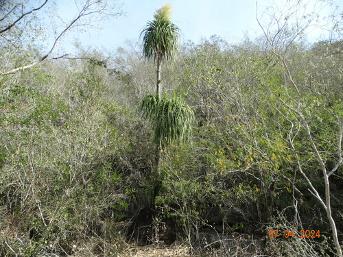 Beaucarnea recurvata (Ponytail Palm)