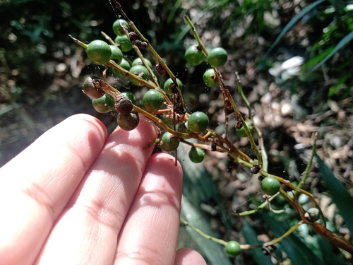 Chamaedorea elegans (Parlor Palm)