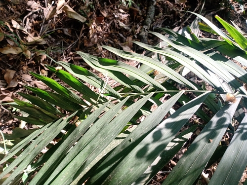 Chamaedorea elegans (Parlor Palm)