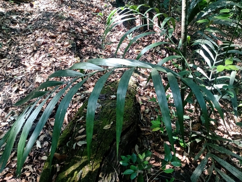 Chamaedorea elegans (Parlor Palm)
