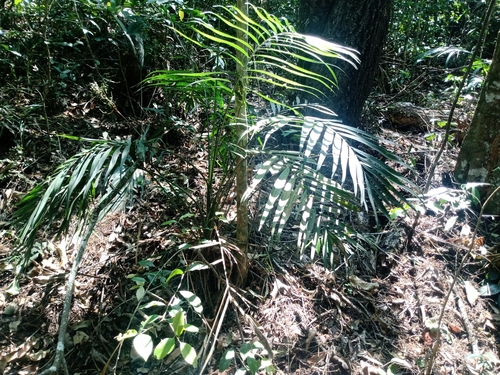 Chamaedorea elegans (Parlor Palm)