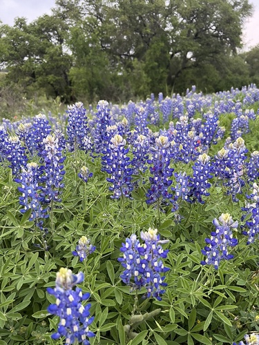 Lupinus texensis (Texas bluebonnet)