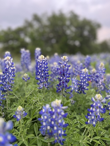 Lupinus texensis (Texas bluebonnet)