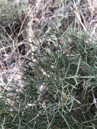 Acacia spinescens (spiny wattle) (alternate view 3)