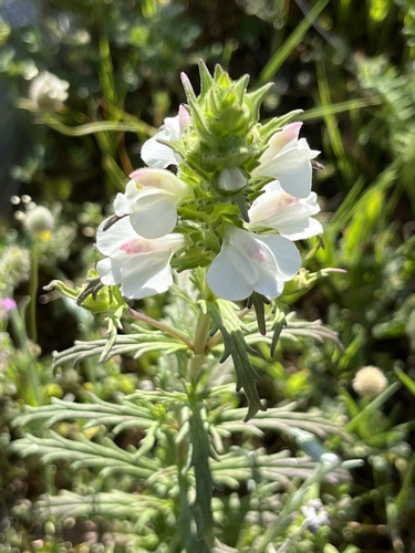 Bellardia trixago (Mediterranean lineseed) (alternate view 7)