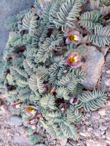 Adesmia