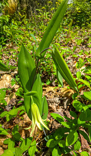 Uvularia perfoliata (Perfoliate Bellwort)