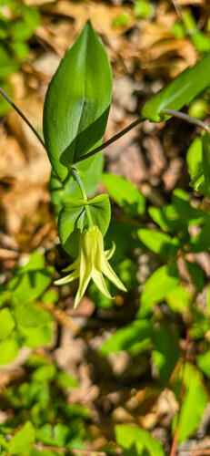 Uvularia perfoliata (Perfoliate Bellwort)